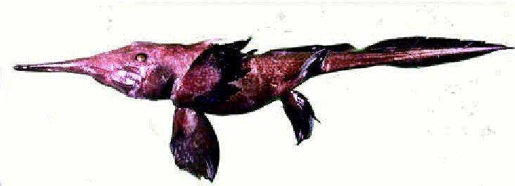 Harriotta haeckeli_03.jpg
